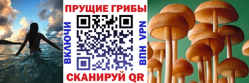 Купить где  Вязники  Галлюциногенные грибы Psilocybe 